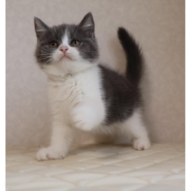 販売中の静岡県のブリティッシュショートヘア-129204の5枚目