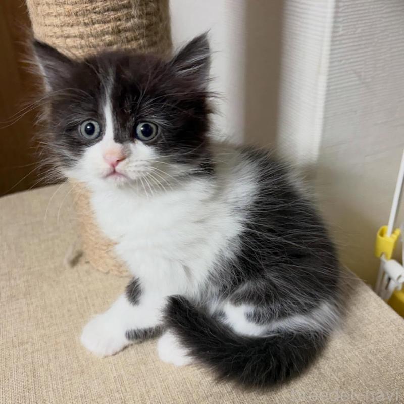 販売中の京都府のラガマフィン-133521