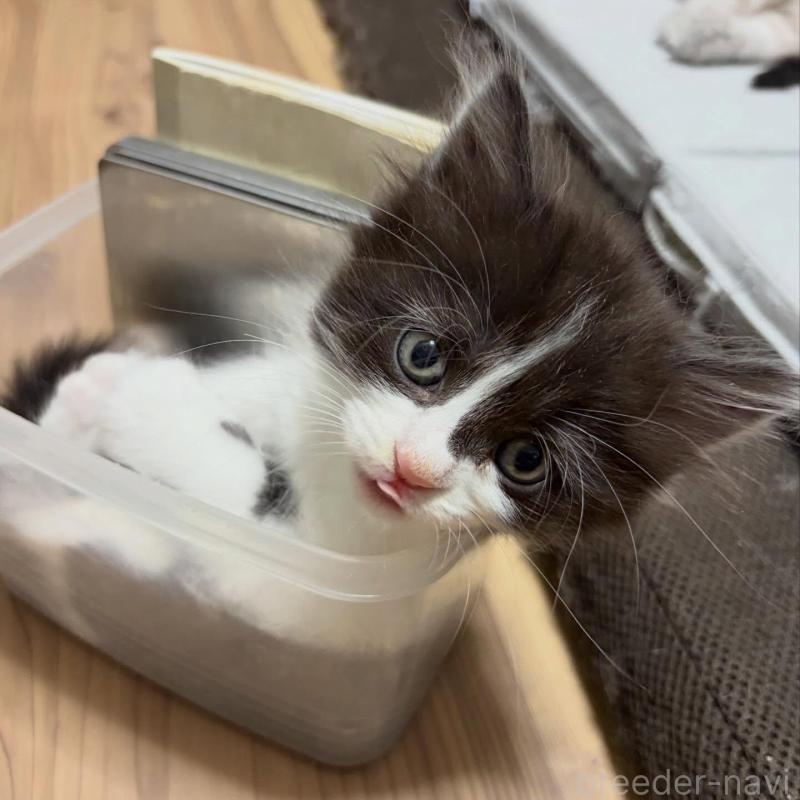 販売中の京都府のラガマフィン-133521の2枚目