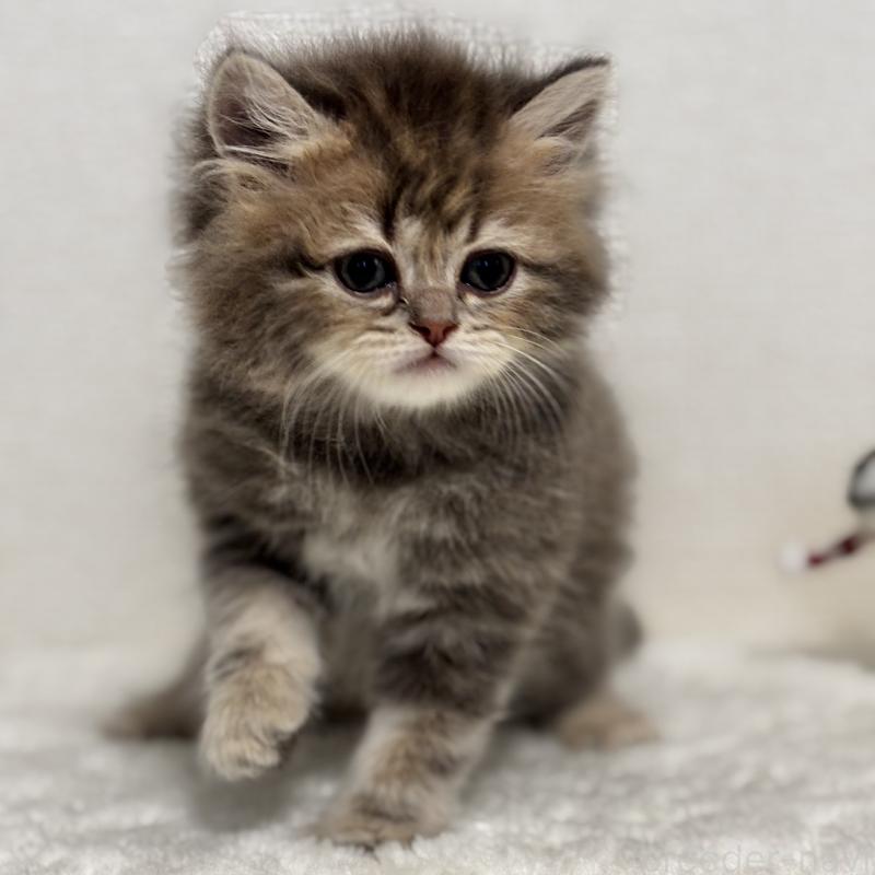 販売中の埼玉県のミヌエット-133522