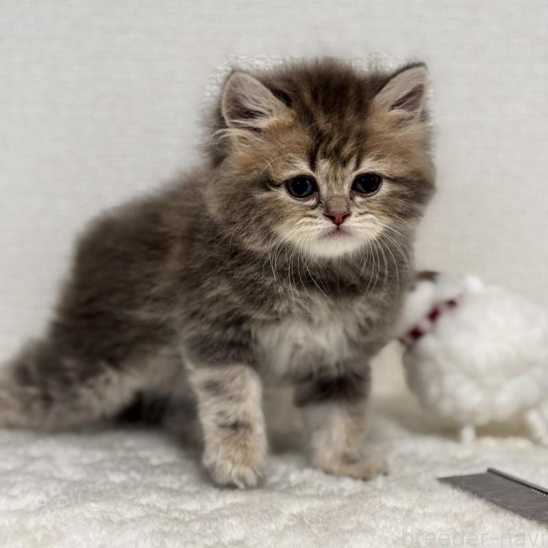 販売中の埼玉県のミヌエット-133522の4枚目