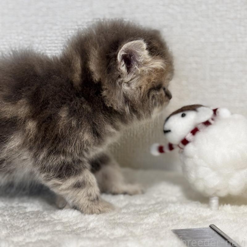 販売中の埼玉県のミヌエット-133522の3枚目