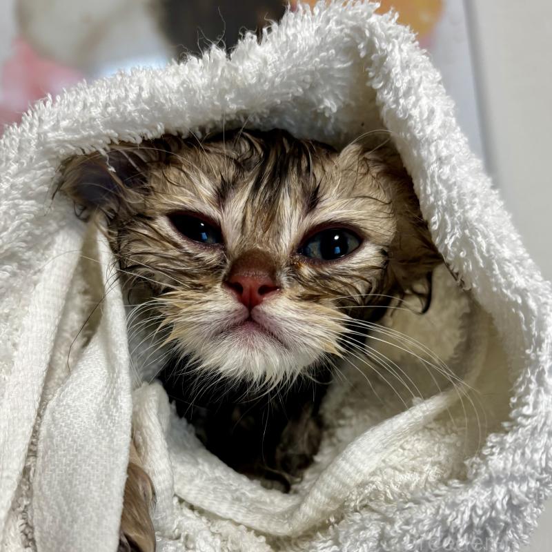 販売中の埼玉県のミヌエット-133522の2枚目