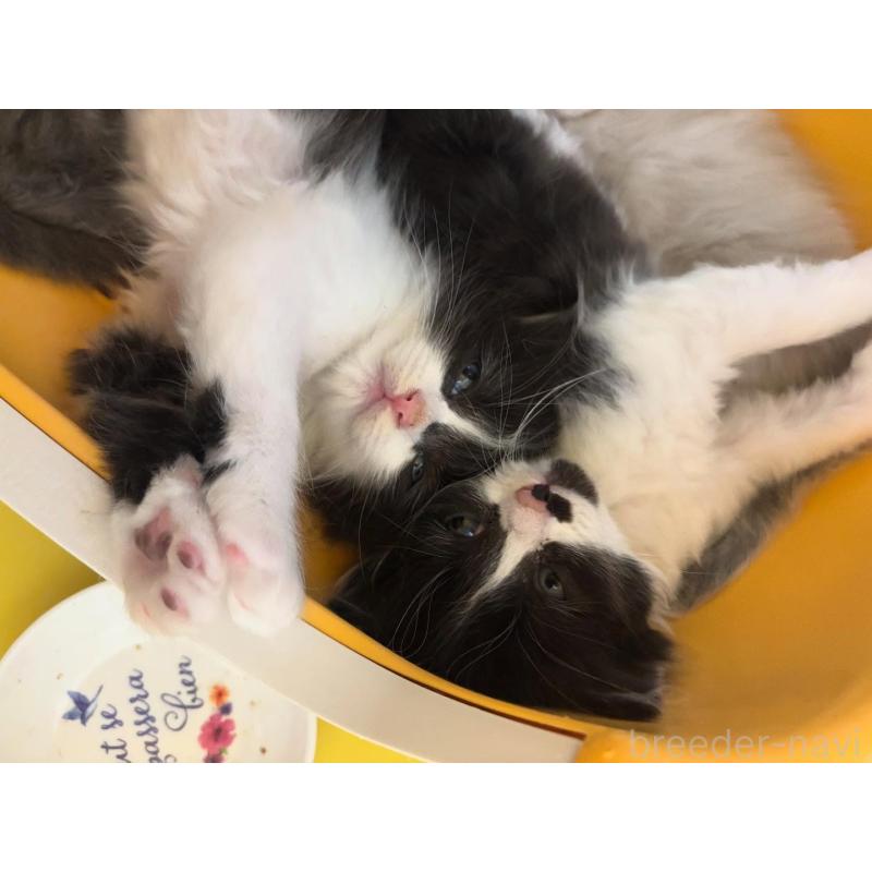 販売中の京都府のラガマフィン-133523の2枚目