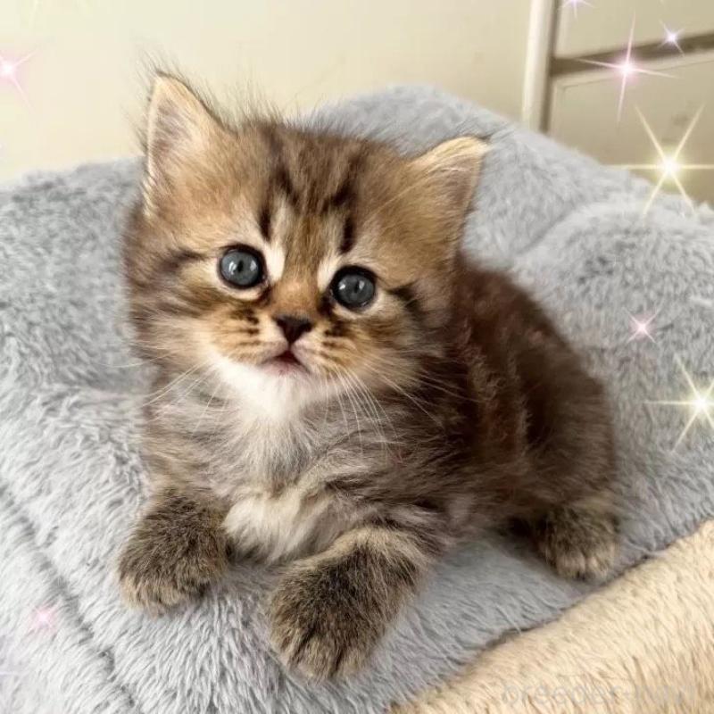 販売中の北海道のスコティッシュフォールド-133525の1枚目