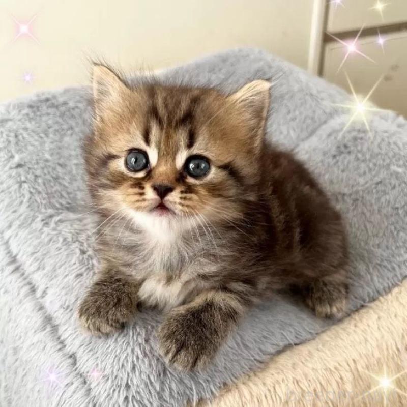 販売中の北海道のスコティッシュフォールド-133525の3枚目