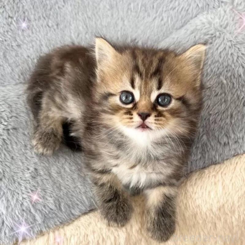 販売中の北海道のスコティッシュフォールド-133525の2枚目