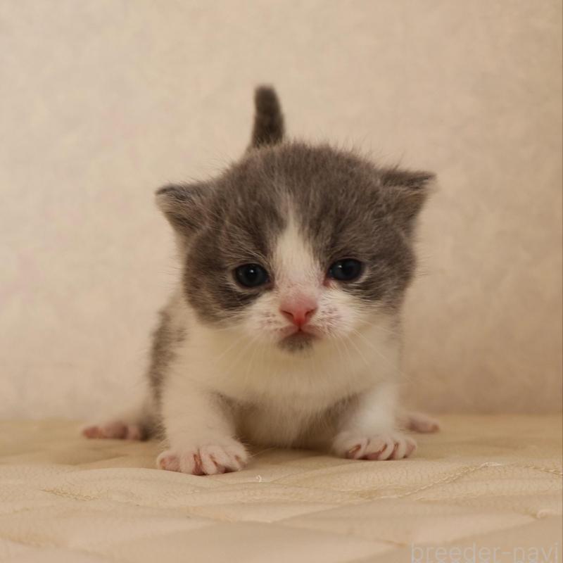 販売中の静岡県のブリティッシュショートヘア-133526の5枚目