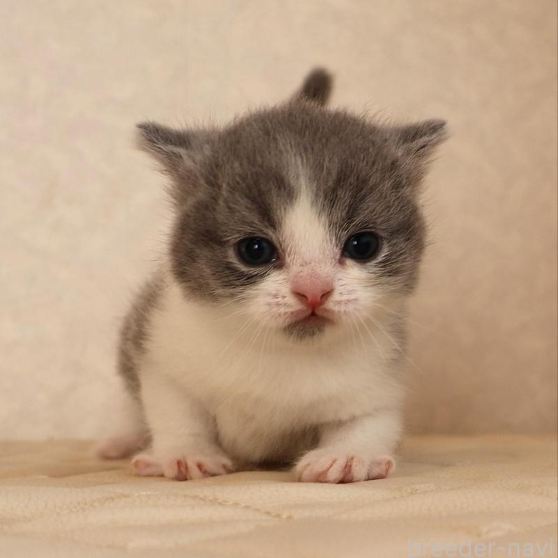 販売中の静岡県のブリティッシュショートヘア-133526