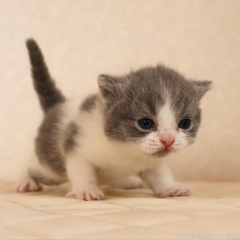 販売中の静岡県のブリティッシュショートヘア-133526の4枚目