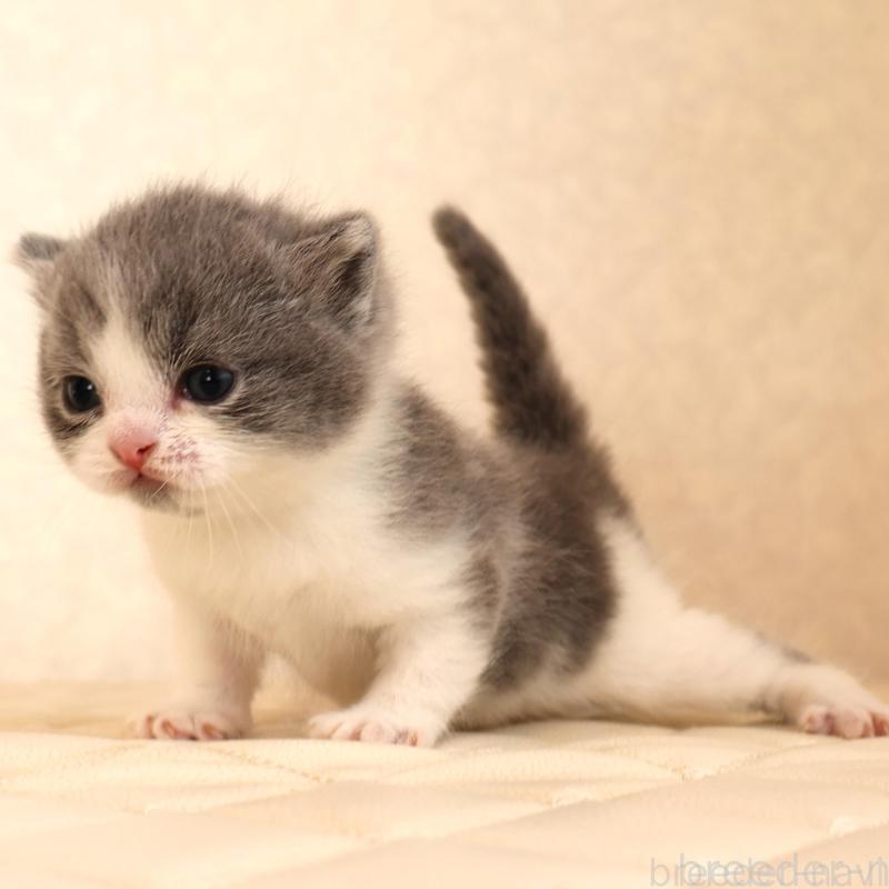 販売中の静岡県のブリティッシュショートヘア-133526の3枚目