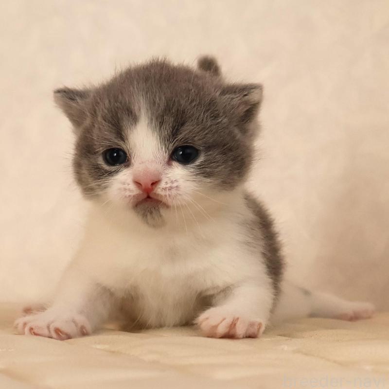 販売中の静岡県のブリティッシュショートヘア-133526の2枚目