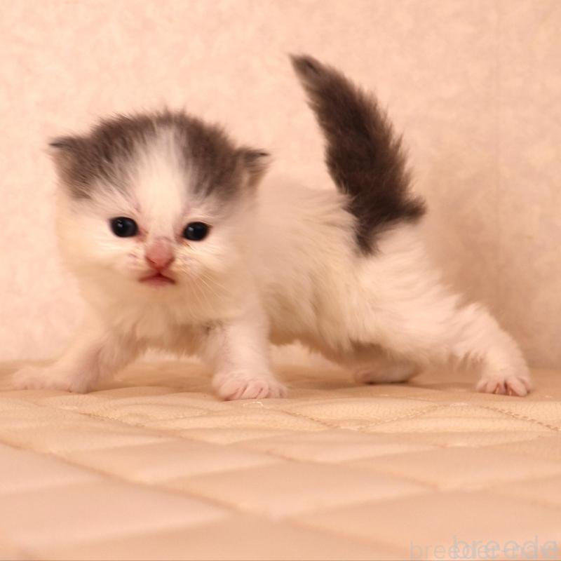 販売中の静岡県のブリティッシュロングヘア-133527の5枚目