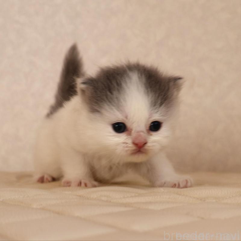 販売中の静岡県のブリティッシュロングヘア-133527の4枚目