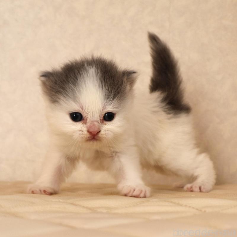 販売中の静岡県のブリティッシュロングヘア-133527の3枚目