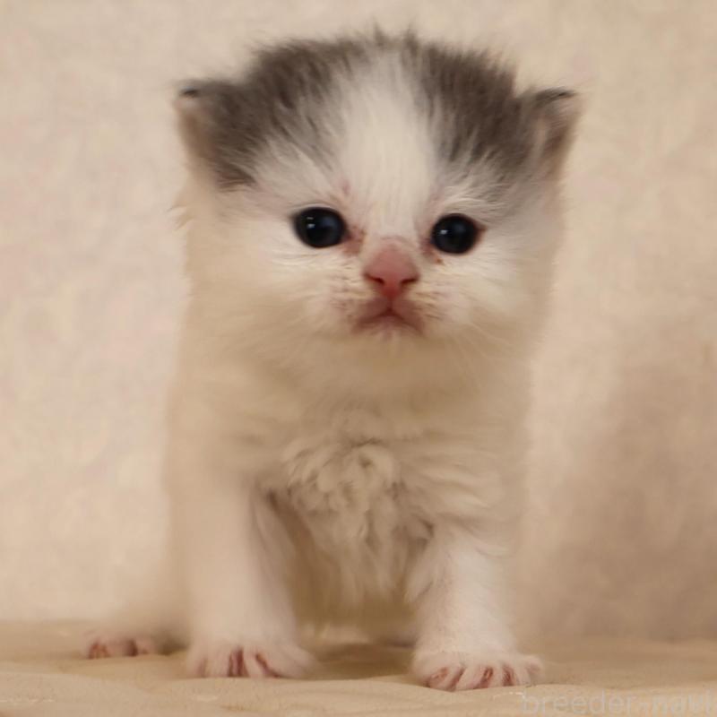 販売中の静岡県のブリティッシュロングヘア-133527