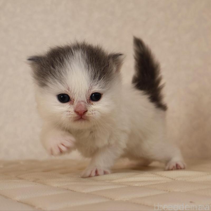 販売中の静岡県のブリティッシュロングヘア-133527の2枚目