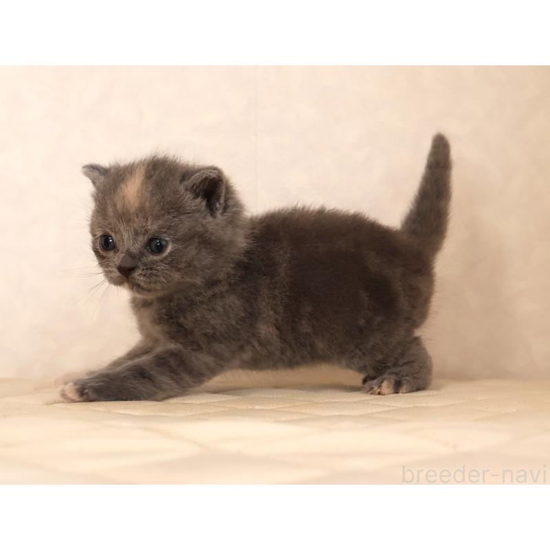 販売中の静岡県のブリティッシュショートヘア-133528の5枚目