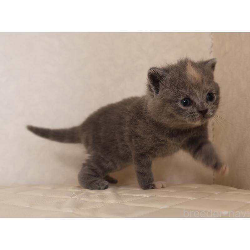 販売中の静岡県のブリティッシュショートヘア-133528の4枚目