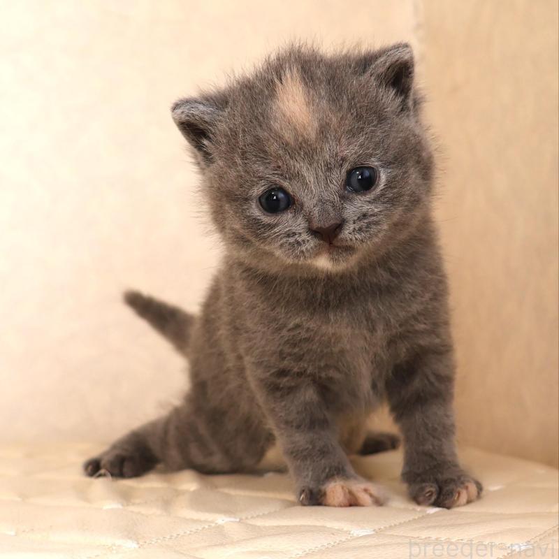 販売中の静岡県のブリティッシュショートヘア-133528