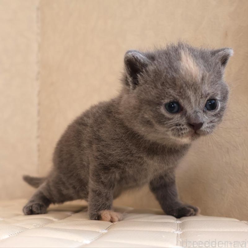 販売中の静岡県のブリティッシュショートヘア-133528の3枚目