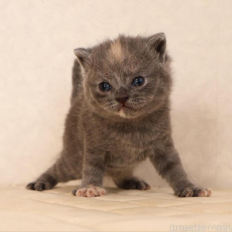 販売中の静岡県のブリティッシュショートヘア-133528の2枚目