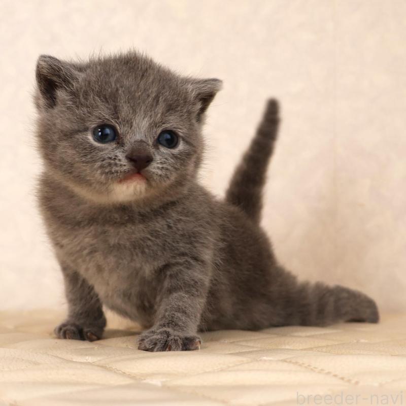 販売中の静岡県のブリティッシュショートヘア-133529の4枚目