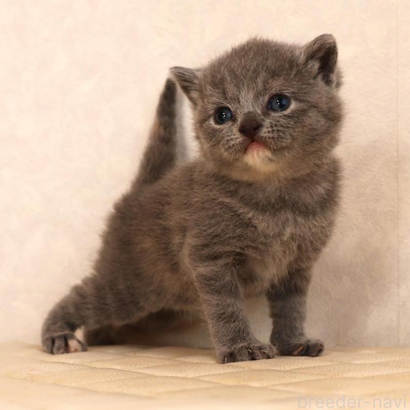 販売中の静岡県のブリティッシュショートヘア-133529