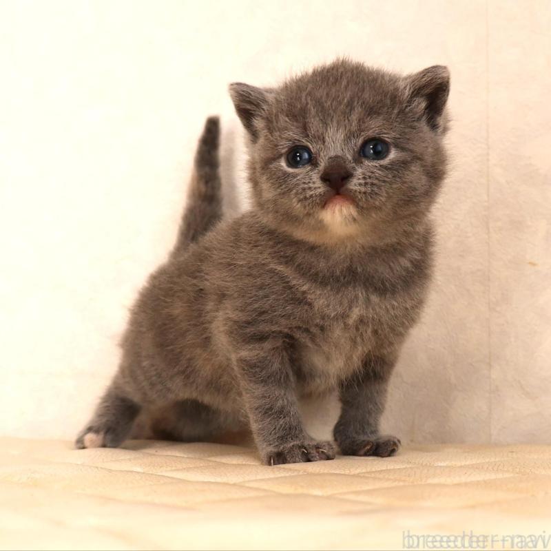 販売中の静岡県のブリティッシュショートヘア-133529の3枚目