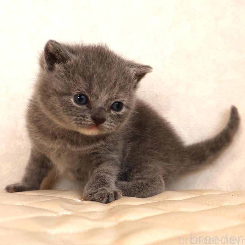 販売中の静岡県のブリティッシュショートヘア-133529の2枚目