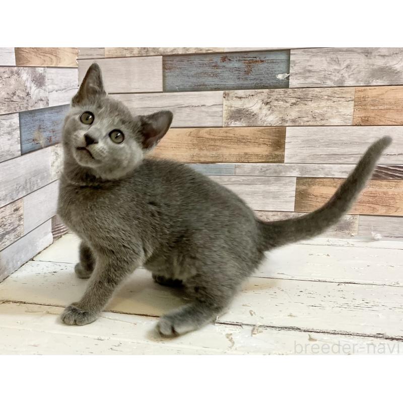 販売中の大阪府のロシアンブルー-133531の5枚目