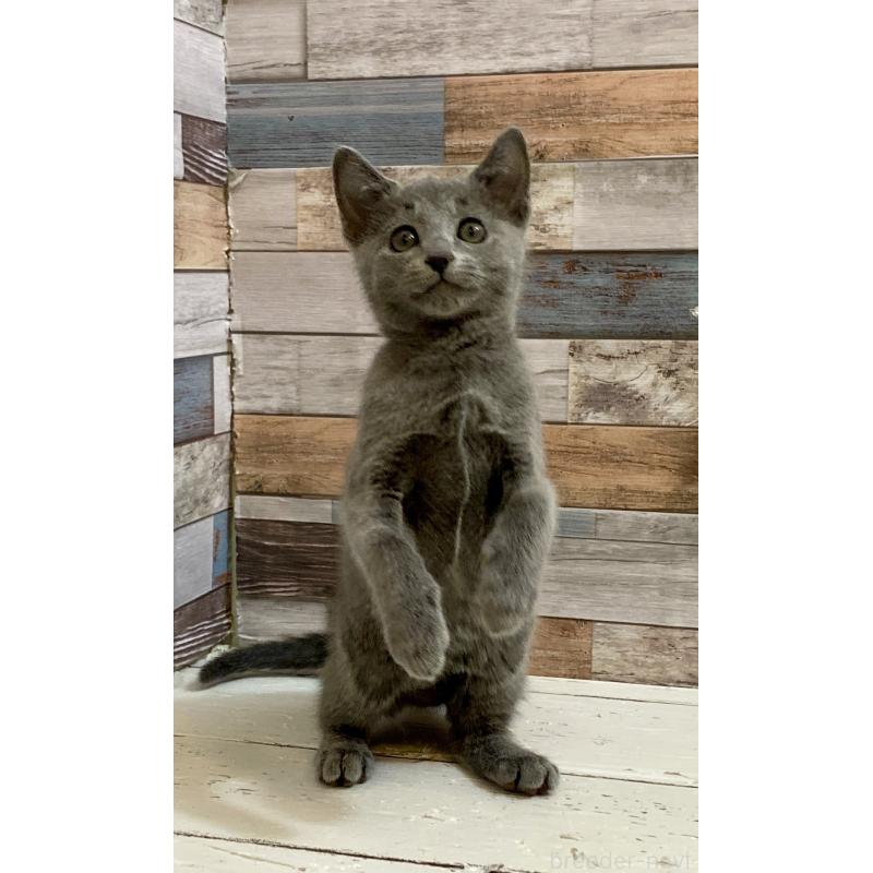 販売中の大阪府のロシアンブルー-133531の4枚目