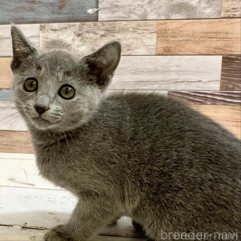 販売中の大阪府のロシアンブルー-133531の2枚目