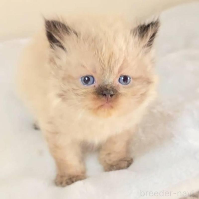 販売中ののヒマラヤン-133532