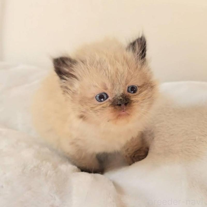 販売中の長野県のヒマラヤン-133532の2枚目