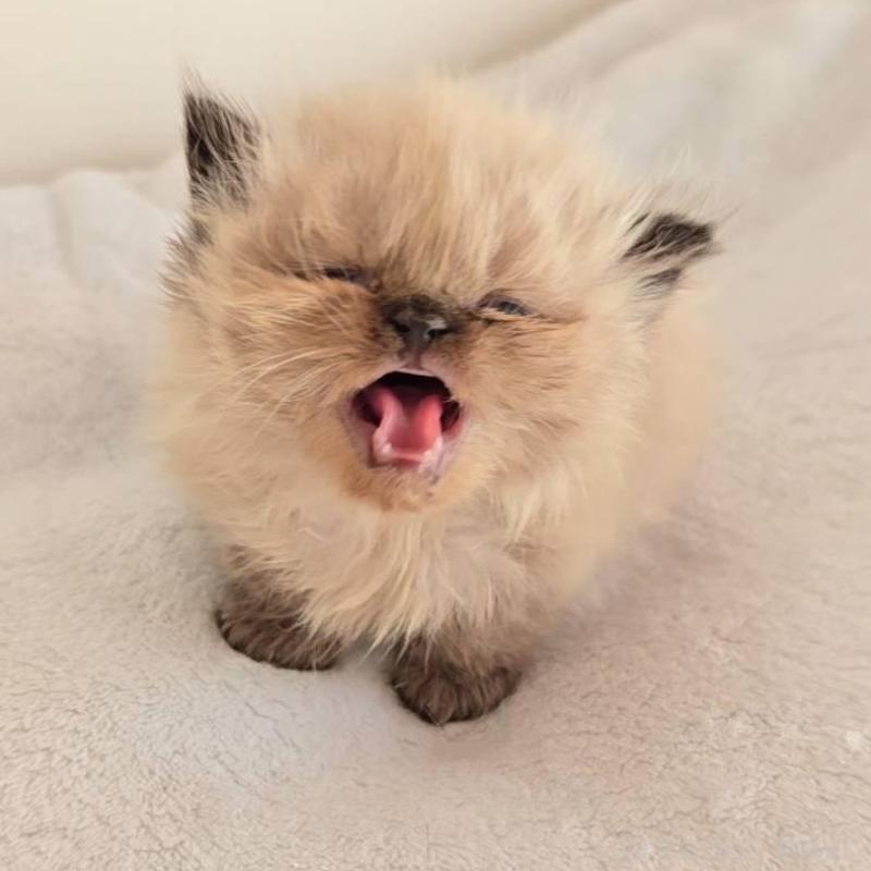 販売中の長野県のヒマラヤン-133533の2枚目