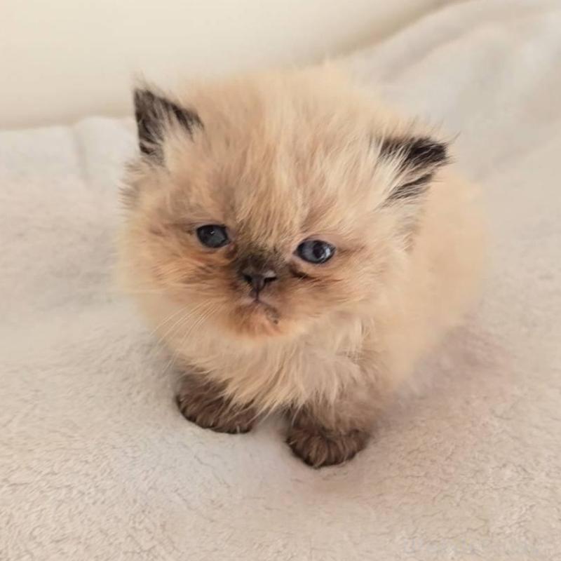 販売中の長野県のヒマラヤン-133533