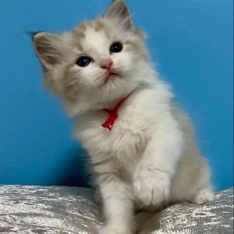 販売中の北海道のラグドール-133534