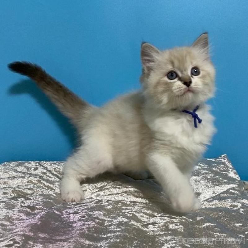 販売中の北海道のラグドール-133535