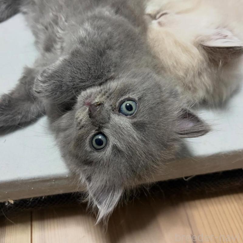 販売中の京都府のラガマフィン-133536の1枚目