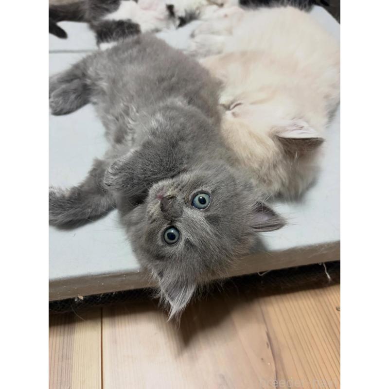 販売中の京都府のラガマフィン-133536の2枚目