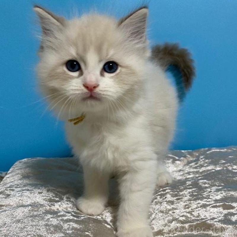 販売中の北海道のラグドール-133537の1枚目