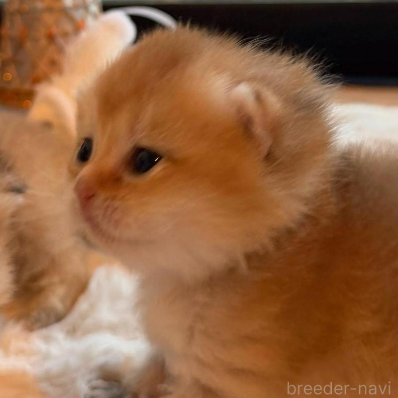 販売中の香川県のブリティッシュショートヘア-133540の4枚目