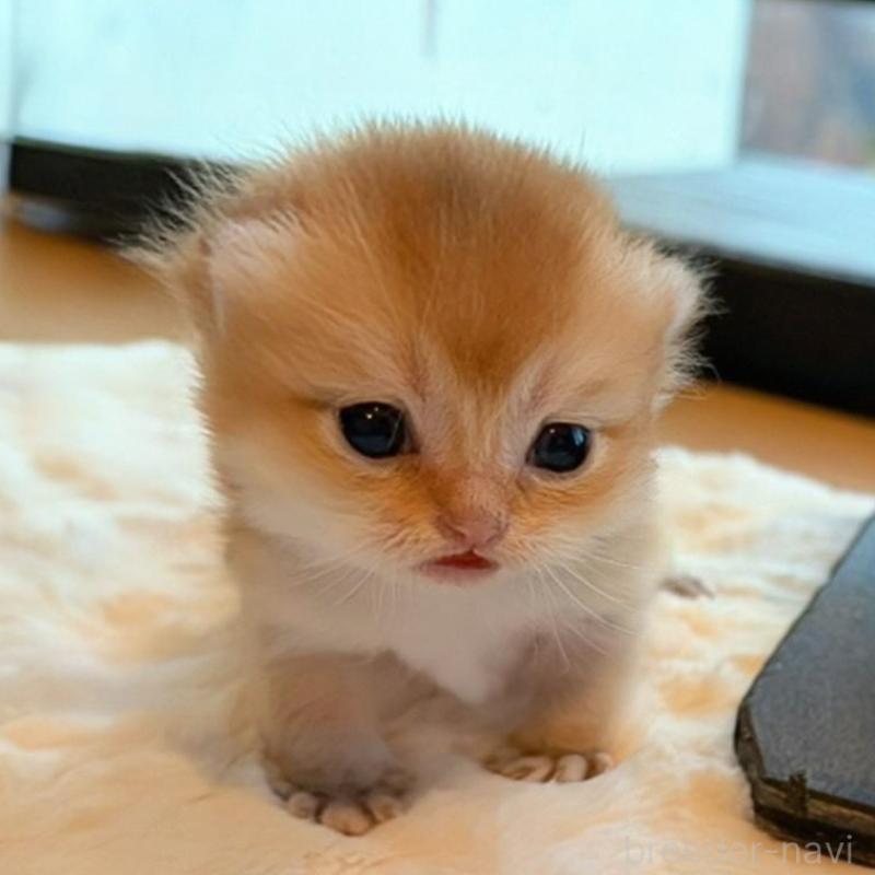 販売中の香川県のブリティッシュショートヘア-133540