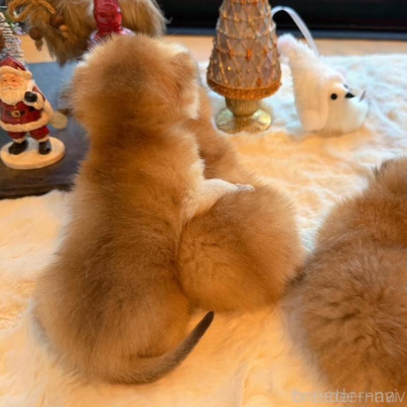 販売中の香川県のブリティッシュショートヘア-133540の2枚目