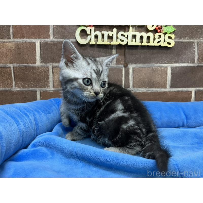 販売中の東京都のアメリカンショートヘア-133541の10枚目