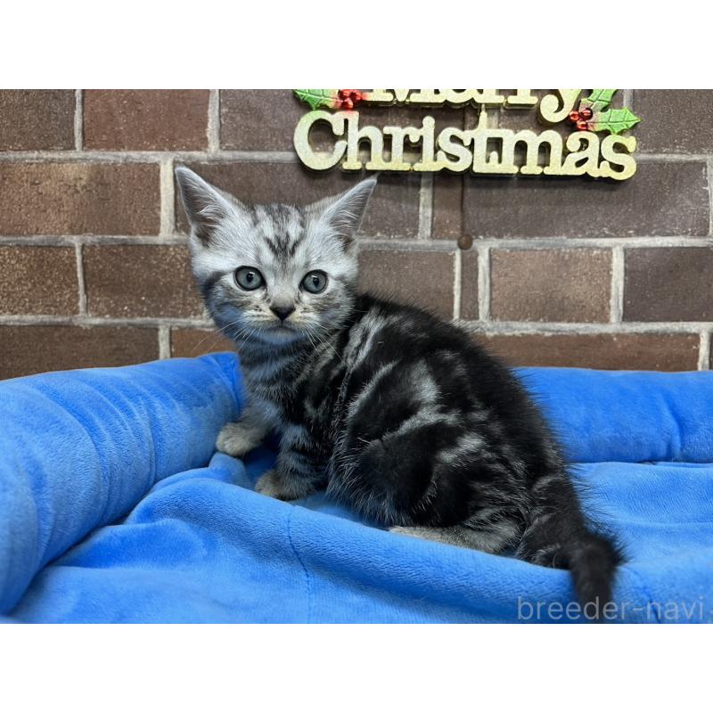 販売中の東京都のアメリカンショートヘア-133541の9枚目