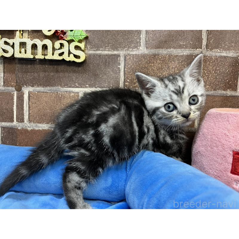 販売中の東京都のアメリカンショートヘア-133541の8枚目