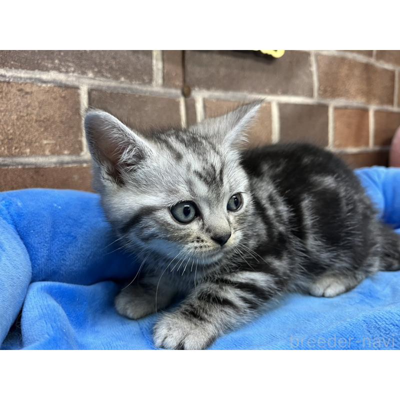 販売中の東京都のアメリカンショートヘア-133541の7枚目