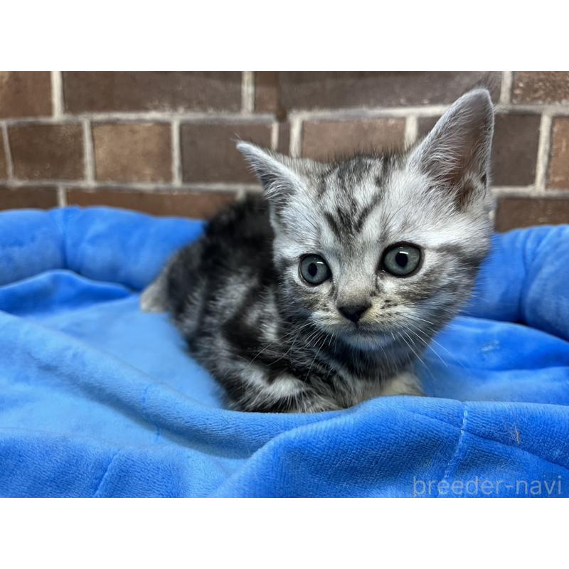 販売中の東京都のアメリカンショートヘア-133541の6枚目